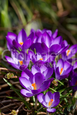 Krokusse im Frühling