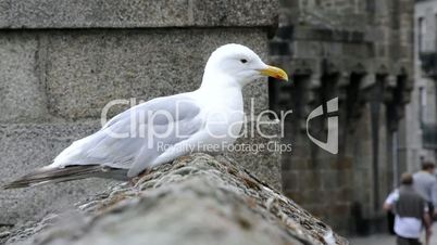 Seagull sitting