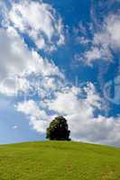 Baum auf anhöhe