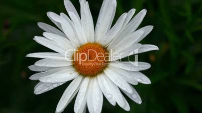 Flower daisy with raindrops.