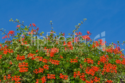 Geranium