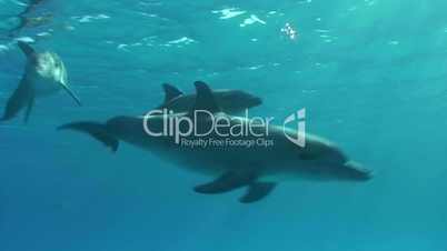 Three short clips of Bottle nose dolphins