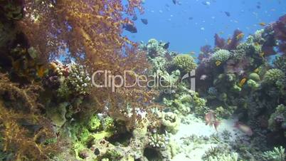 Vibrant Soft coral reef