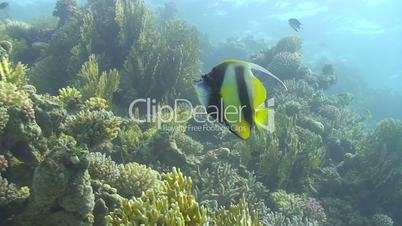 Tropical fish close to coral reef