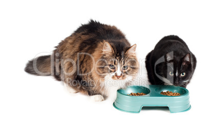 Cats eating