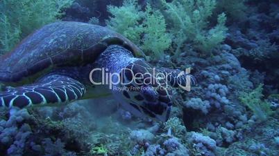 Sea turtle feeding on soft corals