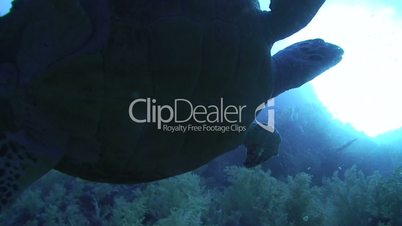 Silhouette of a sea turtle