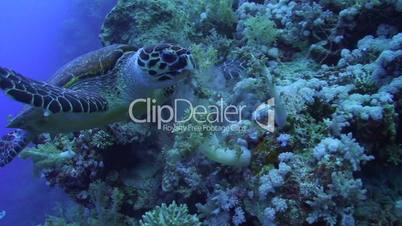 Hawksbill turtle feeding on soft corals