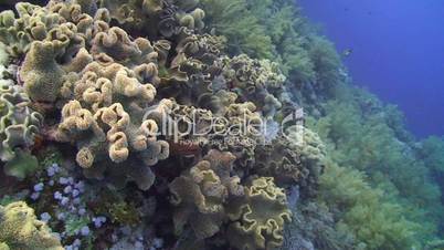 Pristine coral reef