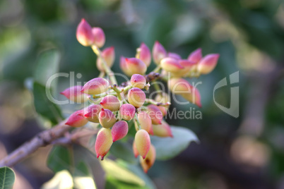 Pistachio Branch