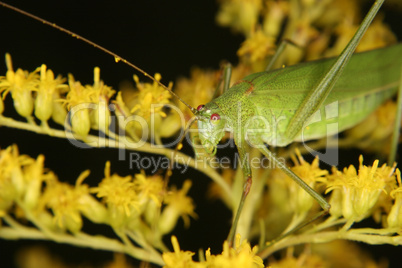 Gemeine Sichelschrecke (Phaneroptera falcata) / Bush cricket (Ph
