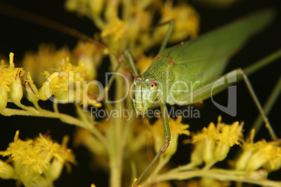 Gemeine Sichelschrecke (Phaneroptera falcata) / Bush cricket (Ph