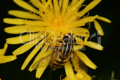 Sumpfschwebfliege (Helophilus trivittatus) / European hoverfly (