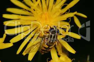 Sumpfschwebfliege (Helophilus trivittatus) / European hoverfly (