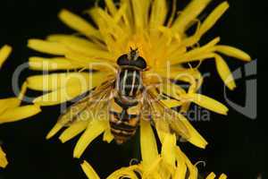 Sumpfschwebfliege (Helophilus trivittatus) / European hoverfly (