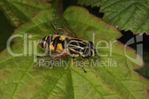 Sumpfschwebfliege (Helophilus trivittatus) / European hoverfly (