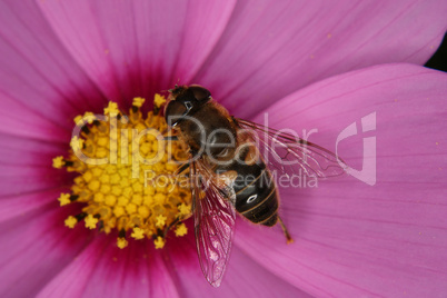 Scheinbienen-Keilfleckschwebfliege (Eristalis tenax) / Drone fly