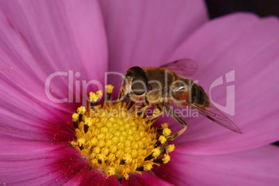 Scheinbienen-Keilfleckschwebfliege (Eristalis tenax) / Drone fly