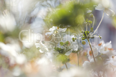 Anemones flower