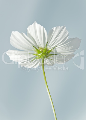 cosmea