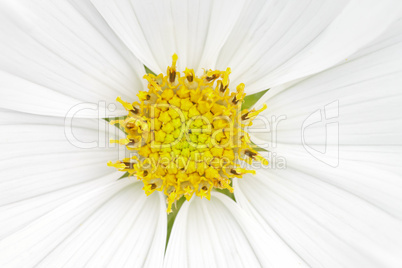 cosmea