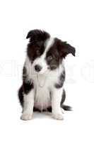 Border Collie puppy dog