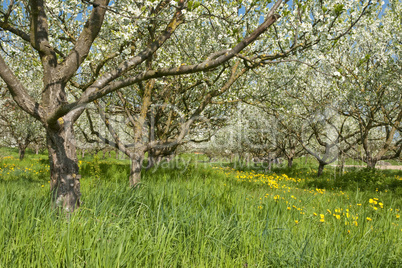 Frühling