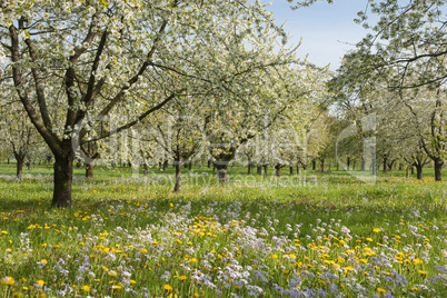 Frühling