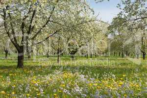 Frühling