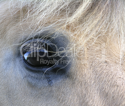 Horse eye