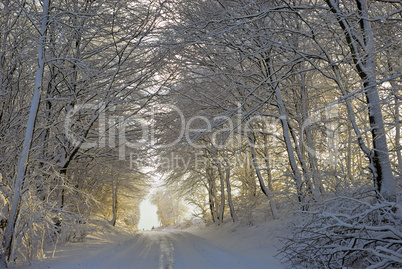 winter forest in sunset