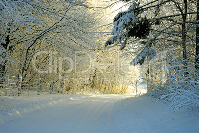 winter forest in sunset