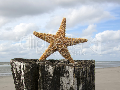 Sea Star