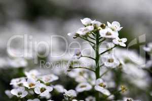 clear crystal white alyssum