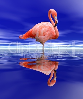 Quiet flamingo by night