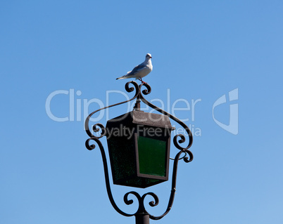 Seagull on lamp