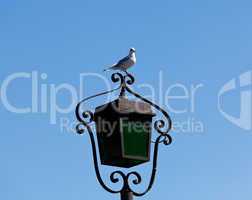 Seagull on lamp