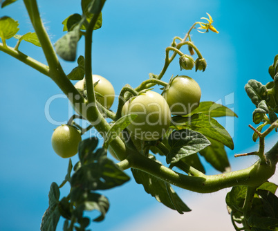 Green tomatoes on vine