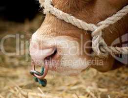 Ring in bull nose