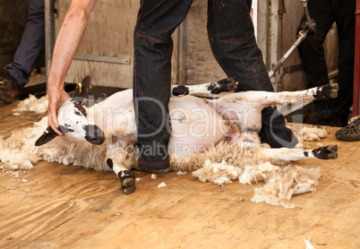 Sheep shearing at fair