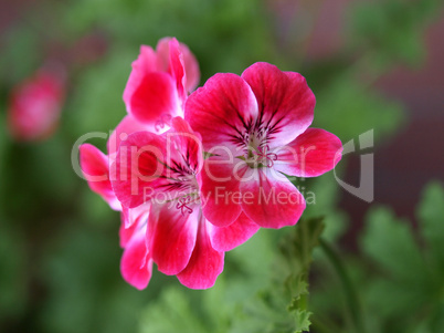 Geranium