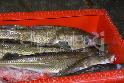 Fresh cod in box