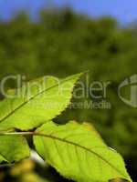 Backlit rose leaves