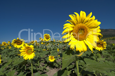 Sunflowers Meadow in Tuscany