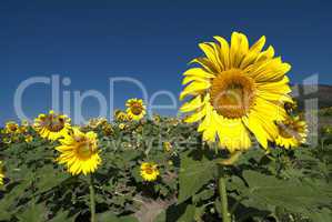 Sunflowers Meadow in Tuscany