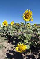 Sunflowers Meadow in Tuscany