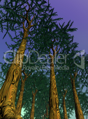 Sequoias by night