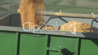Corn being transferred from harvester