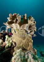 Giant Frogfish under Leather coral