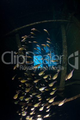 Golden sweeper (parapriacanthus ransonneti) inside the engine room of the Red Sea shipwreck